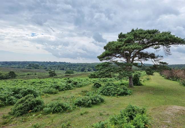 The New Forest; the best villages, sights and places to visit
